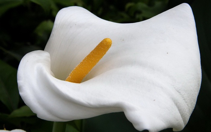 Fresh calla lilies flower plants Photo Wallpaper 11 Views:8162 Date:2014/2/22 22:20:45