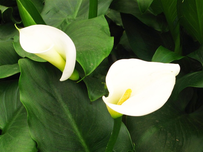 Fresh calla lilies flower plants Photo Wallpaper 19 Views:9415 Date:2014/2/22 22:35:38