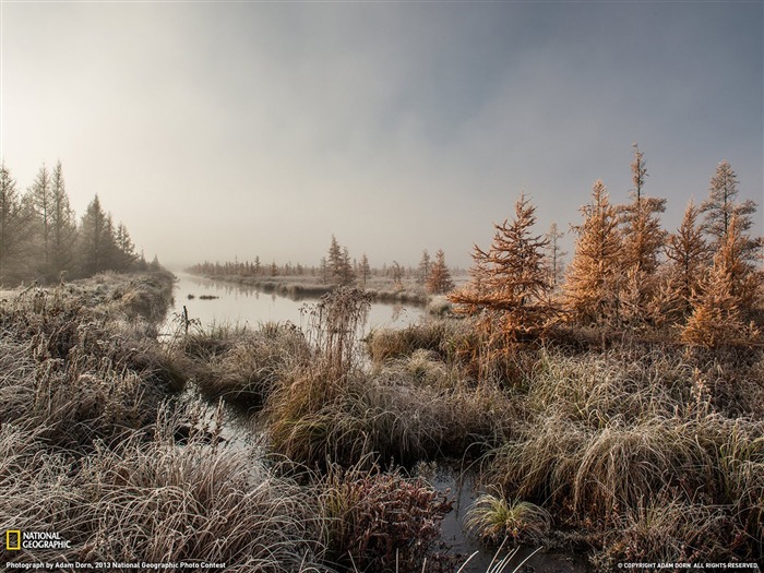 Frosted Tamarack Swamp-2013 National Geographic Wallpaper Views:8396 Date:2014/2/3 10:17:46