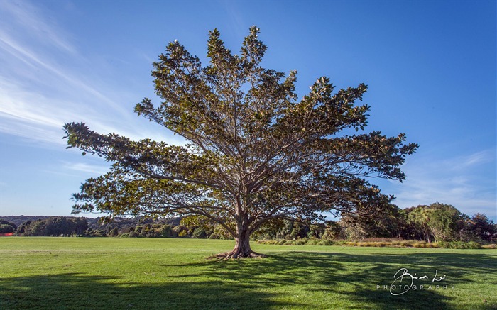 Beau décor naturel de New Zealand Nord Fond d'écran Vues:9326