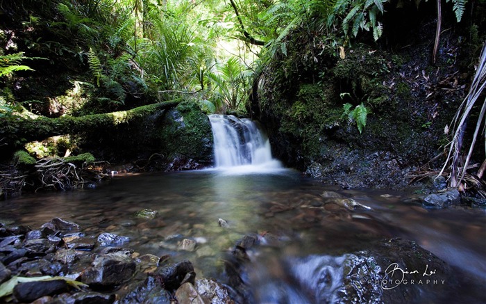 Beau décor naturel de New Zealand Nord Fond d'écran Vues:8167