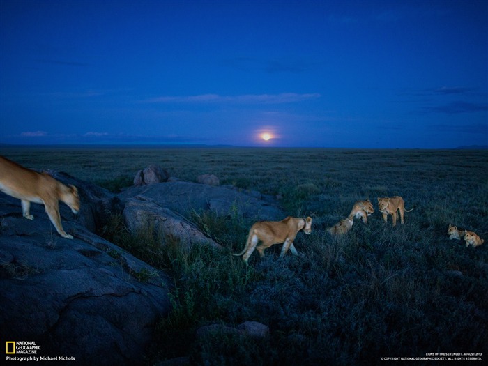 Lions Serengeti-2013 National Geographic Wallpaper Views:7781 Date:2014/2/3 10:19:10