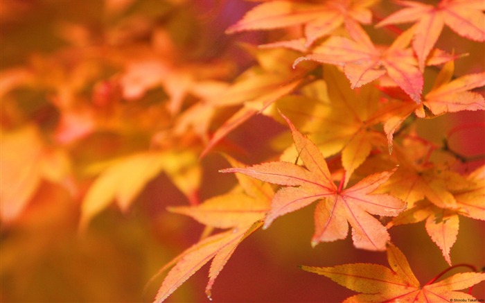 Feuilles d'érable rouge à l'automne-Uni-Windows Fond d'écran Vues:12010