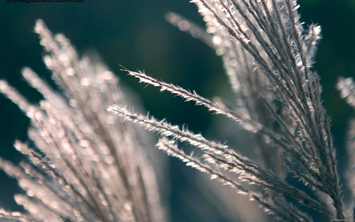 Plantes à graines-Windows Fond d'écran Vues:9195