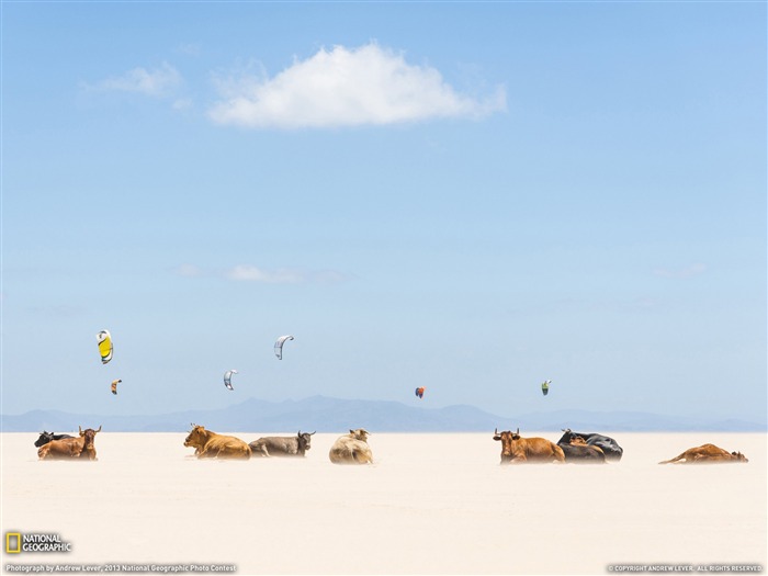 Sunbathing Cows Andalusia-2013 National Geographic Wallpaper Views:9053 Date:2014/2/3 10:23:54