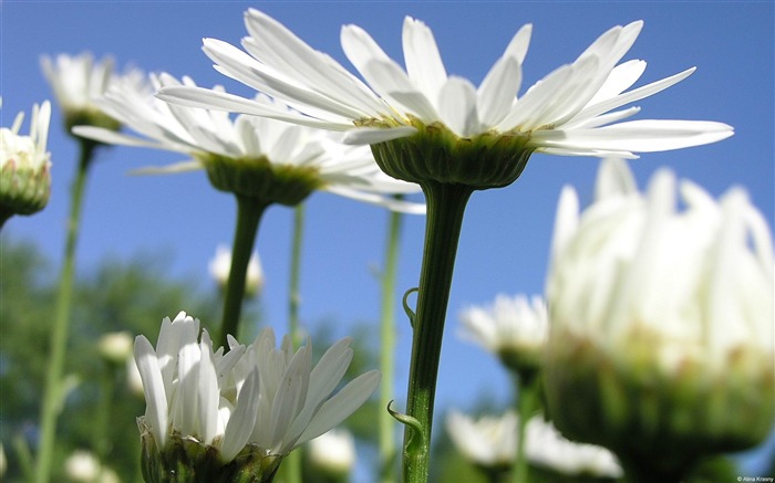 marguerites blanches-Uni-Windows Fond d'écran Vues:10010