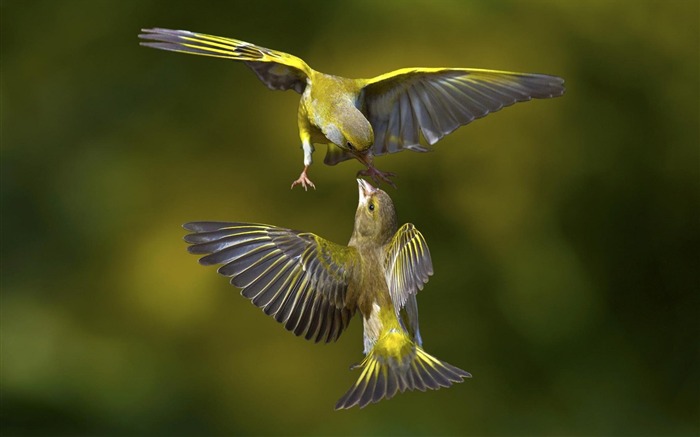 pájaros vuelo-Animal Foto Wallpaper Vistas:12521