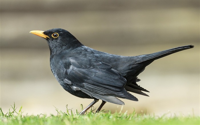 blackbird turdus-Animal Photo Wallpaper Vistas:9245