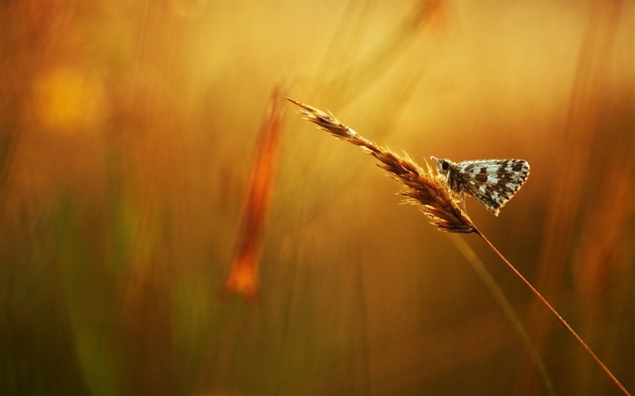 gotas de rocío de hierba de mariposas-Animal Photo Wallpaper Vistas:7989