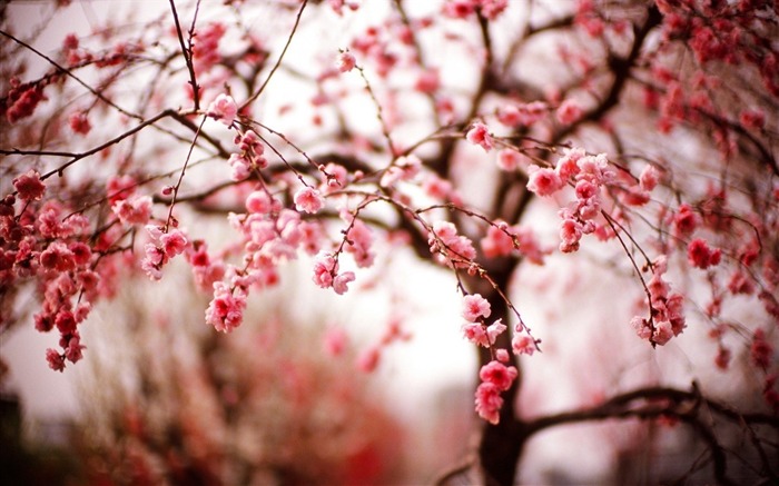 cherry flowers branches spring-High quality wallpaper Views:11823 Date:2014/2/16 1:25:01