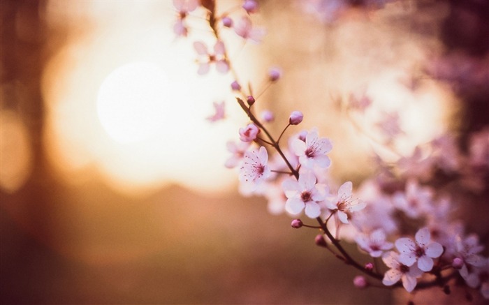 cherry flowers spring-High quality wallpaper Views:9872 Date:2014/2/16 1:25:41