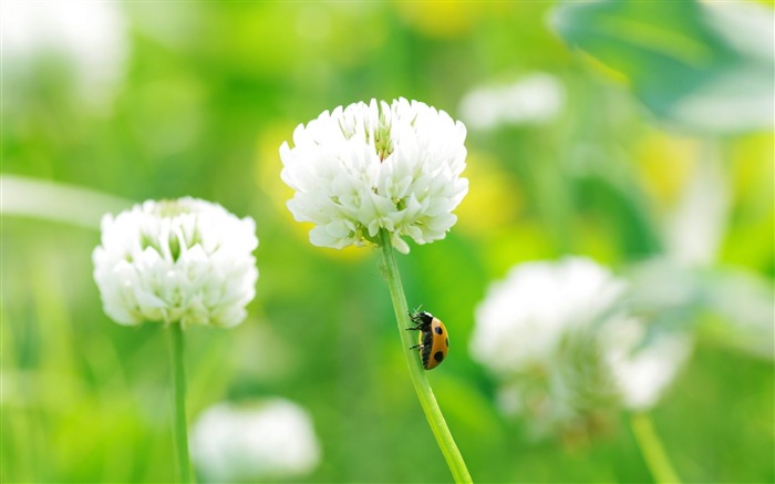 trèfle coccinelle herbe-photos HD Fond d'écran Vues:9382