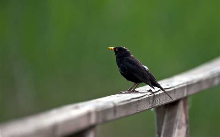 mirlo común turdus-Animal foto fondo de pantalla Vistas:8364