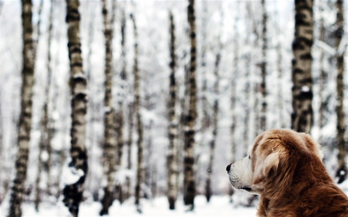 Floresta de cachorro inverno - Papel de parede de fotos de animais Visualizações:8673