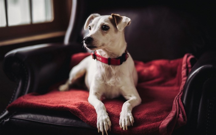 Banco de aparência de cachorro - Papéis de parede de fotos de animais Visualizações:8188