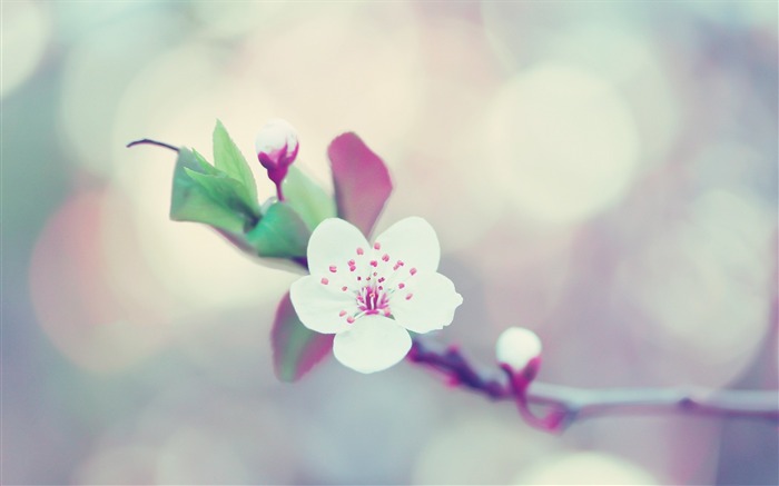 fleur éblouissement branche fleur-photos HD Fond d'écran Vues:7411