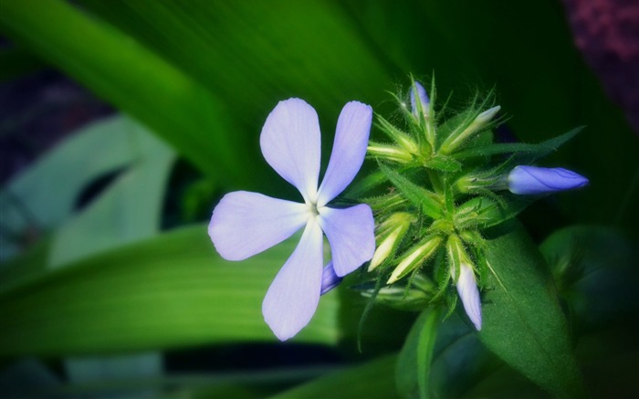 flor hierba brillante-imagen fondo de pantalla HD Vistas:7277