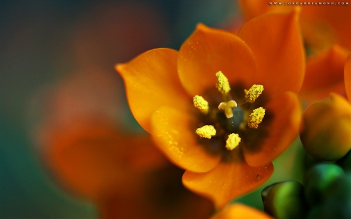 pétales de fleurs de plantes floues-photos HD Fond d'écran Vues:7322