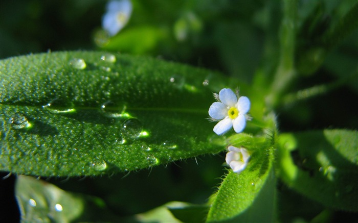 fleurs herbe verdure-photos HD Fond d'écran Vues:9193