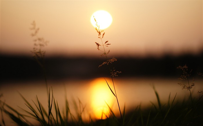 la luz del sol de la hierba puesta de sol-Fotografía de macro Vistas:7922