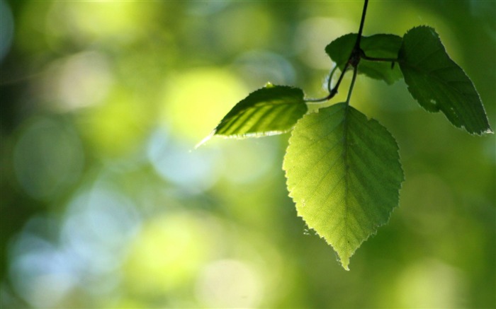 hojas verdes primavera-Temporadas fondo de pantalla HD Vistas:10762