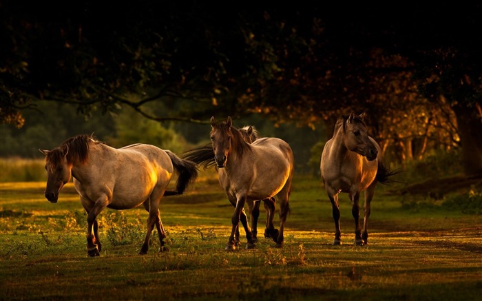 naturaleza caballos-Animal foto fondo de pantalla Vistas:7947