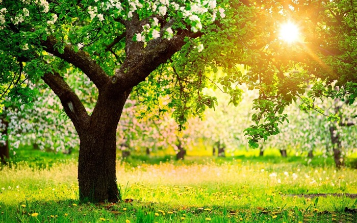 un soleado día de primavera-Temporadas fondo de pantalla HD Vistas:19369