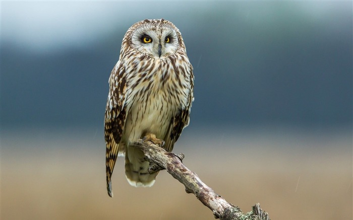 owl look branch-High quality wallpaper Views:8250 Date:2014/2/16 1:34:10