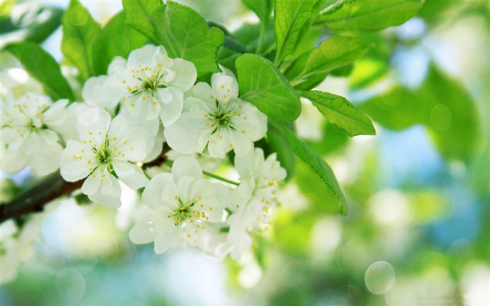 árbol de pera flores-Temporadas fondo de pantalla HD Vistas:13593