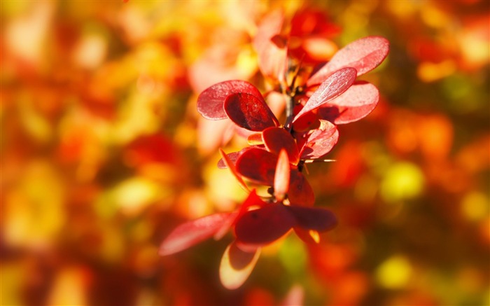 feuilles d'automne des plantes-photos HD Fond d'écran Vues:8258