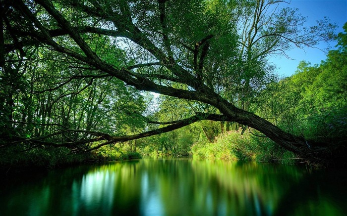 lac des branches d'arbres de l'eau-Paysage Fond d'écran Vues:11072