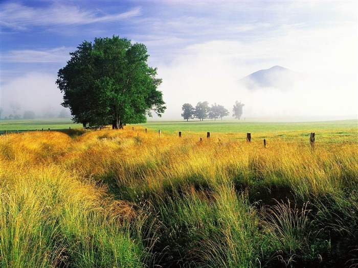 arbre herbe de montagne vent-Paysage Fond d'écran Vues:11418