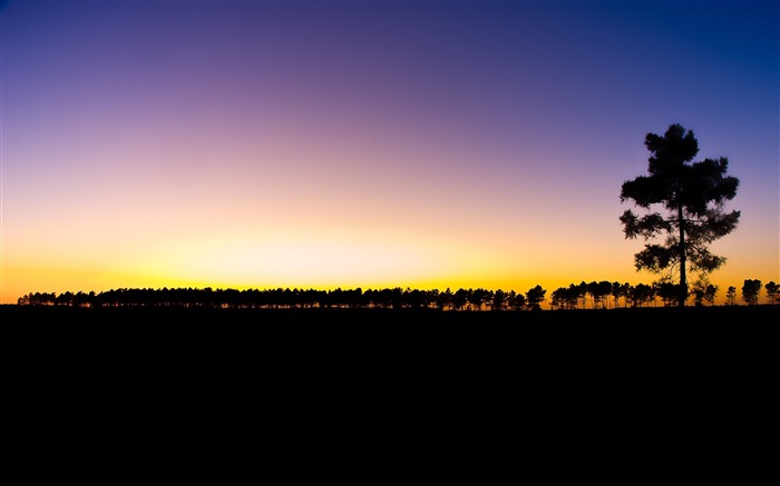 Árvores à noite diminuem o horizonte - Foto HD Wallpaper Visualizações:7896