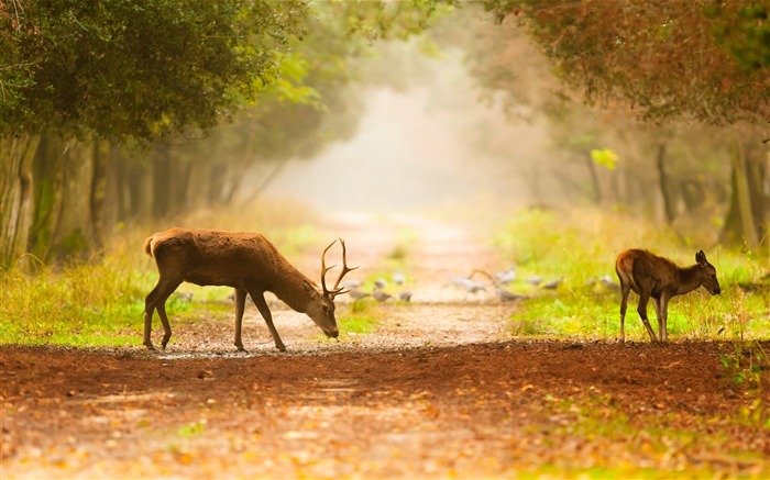 Árvores trilho cervo-Animal Foto Wallpaper Visualizações:9625