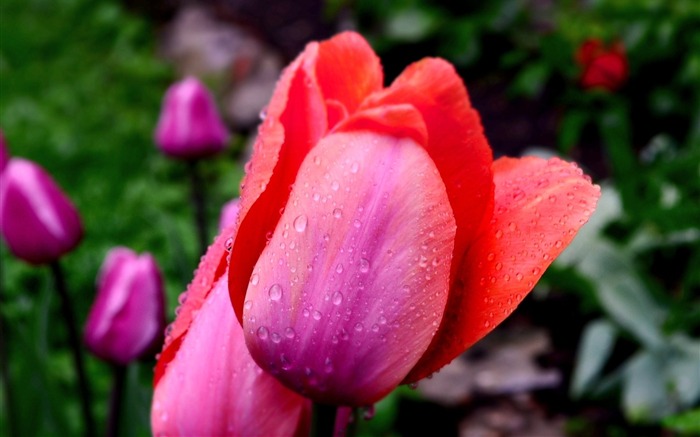 tallo de la flor del tulipán bud-Image HD Wallpapers Vistas:5927