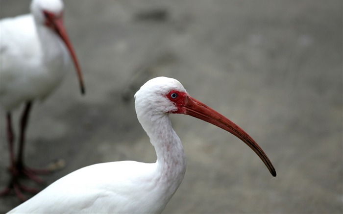 pájaros blancos foto-Animal foto fondo de pantalla Vistas:7833