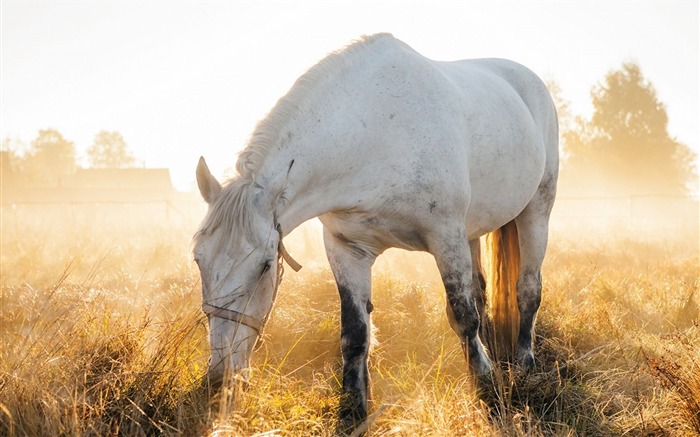 white horse nature-High quality wallpaper Views:7531 Date:2014/2/16 1:38:45