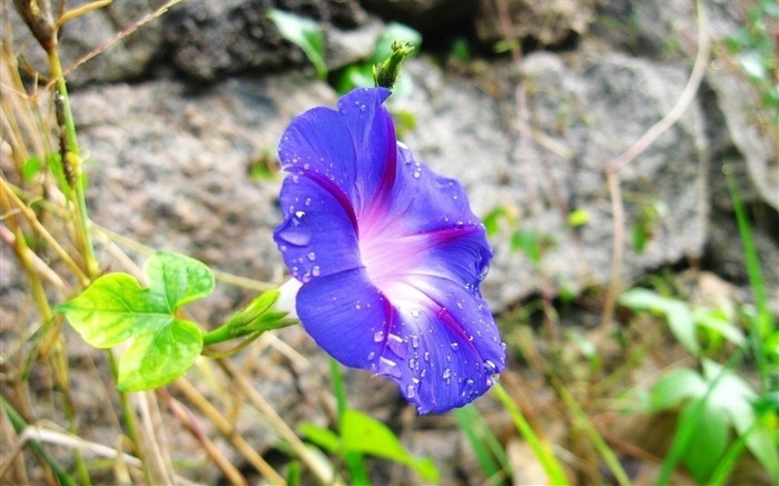 牵牛花花卉摄影桌面壁纸 浏览:7296