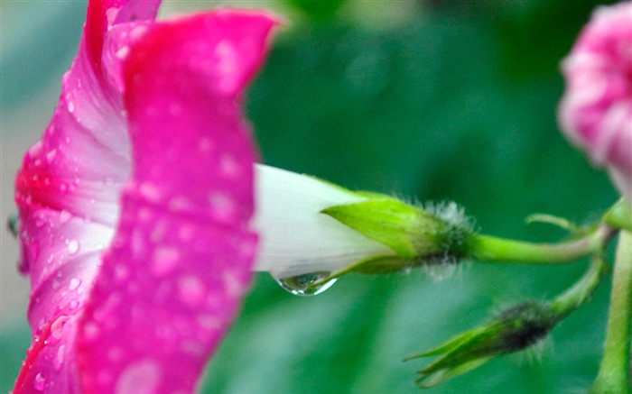 牵牛花花卉摄影桌面壁纸 浏览:7250