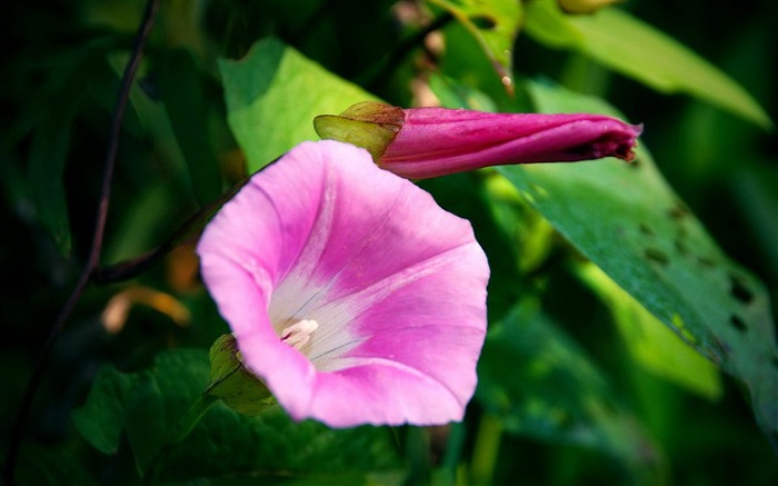 牵牛花花卉摄影桌面壁纸 浏览:7161