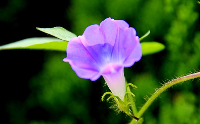 牵牛花花卉摄影桌面壁纸 浏览:8056