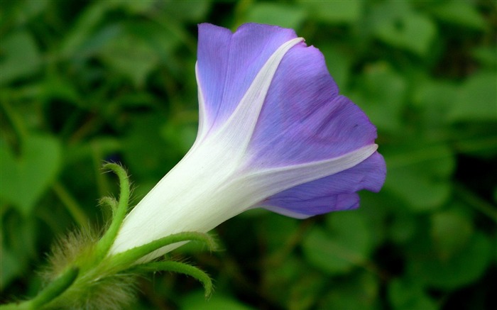 牵牛花花卉摄影桌面壁纸 浏览:7483