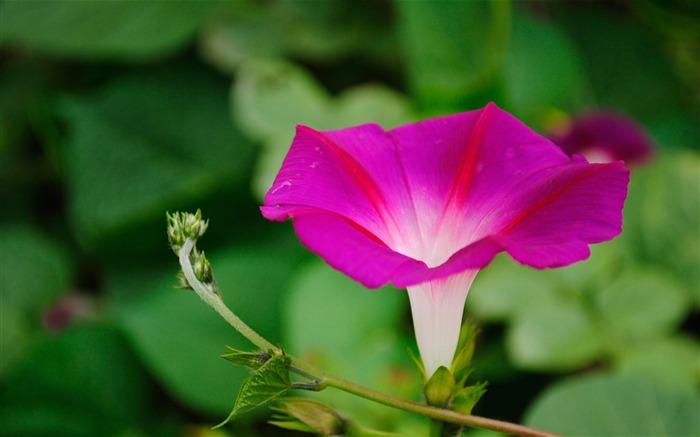 牵牛花花卉摄影桌面壁纸 浏览:8635