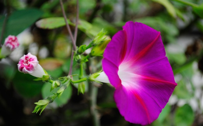 牵牛花花卉摄影桌面壁纸 浏览:10511