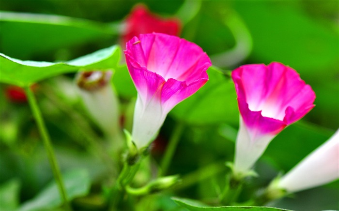 Morning Glory Flower Photography wallpaper Views:32394