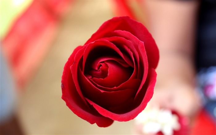 Red Rose-Plants Photo Wallpaper Views:10254 Date:2014/3/23 3:18:26