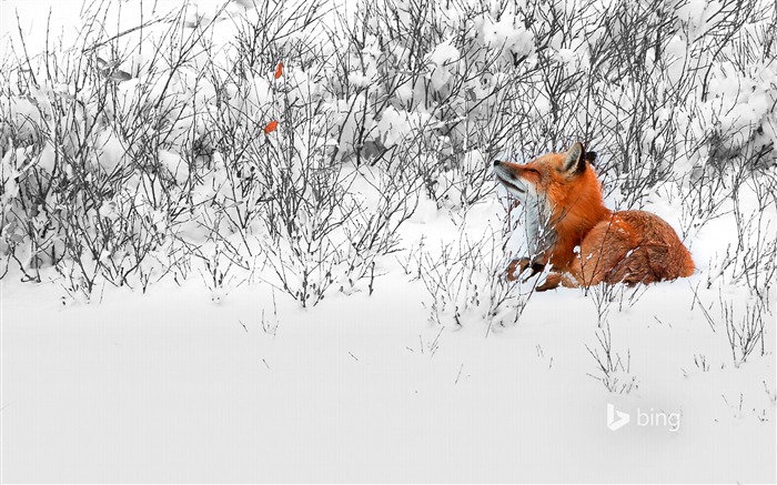 스노우 폭스 - 빙 벽지 찾아보기 :11881