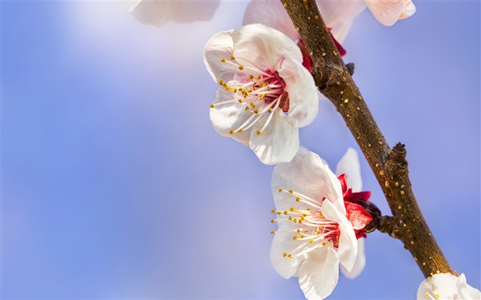 apricot flowers-Plants Photo Wallpaper Views:10643 Date:2014/3/23 3:19:47