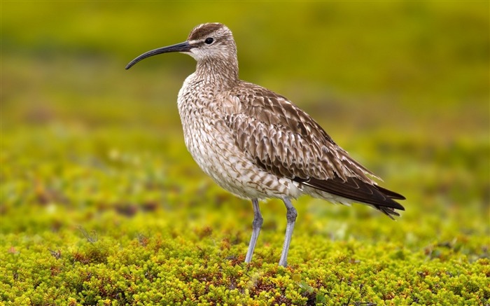 bird nature close-up-Animal photo wallpaper Views:7690 Date:2014/3/9 7:25:05