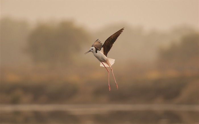 bird nature fly-Animal photo wallpaper Views:8053 Date:2014/3/9 7:25:38